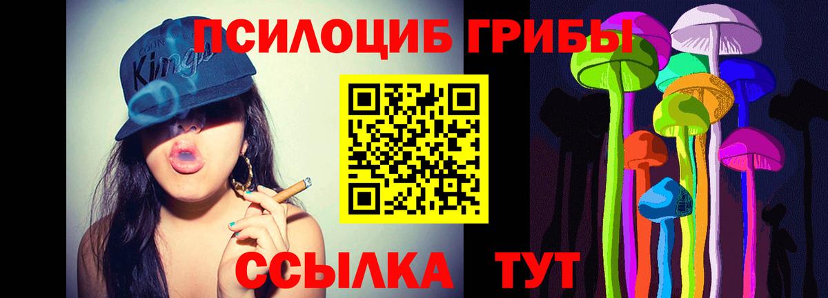 Галлюциногенные грибы Psilocybine cubensis Горно-Алтайск